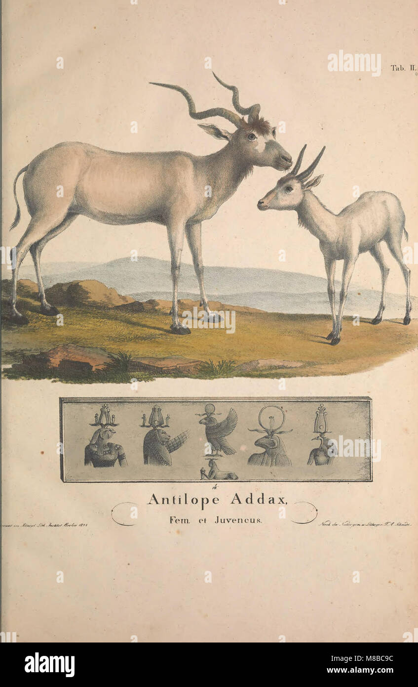 This work presents illustrations and descriptions of 65 lesser-known ...