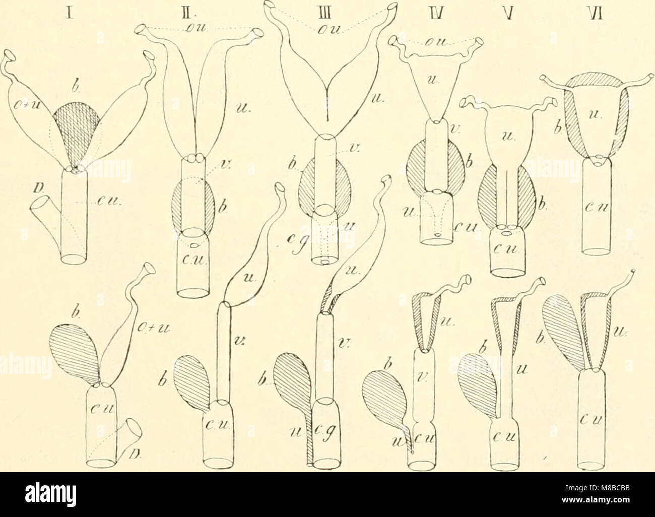 Die säugetiere. Einführung in die anatomie und systematik der recenten