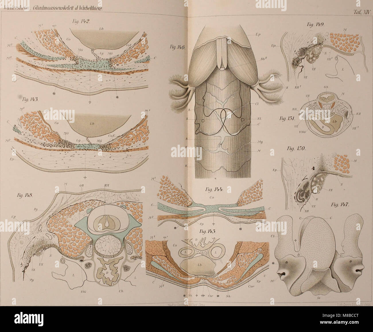 This 1892 work focuses on the skeletal structure of vertebrates ...