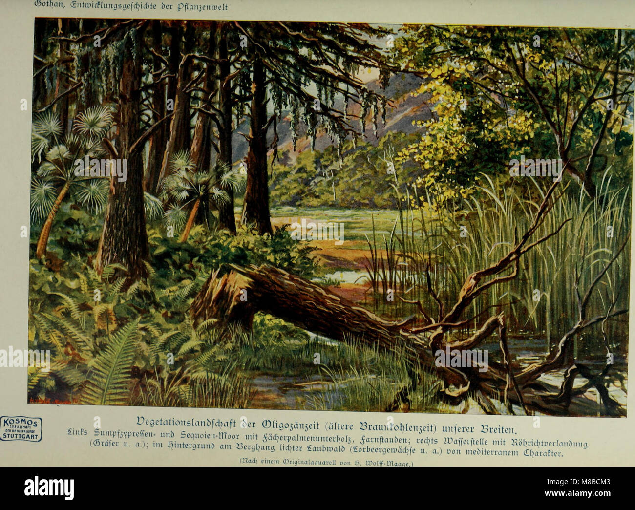 Das Leben der Pflanze (1906) (20216745294) Stock Photo