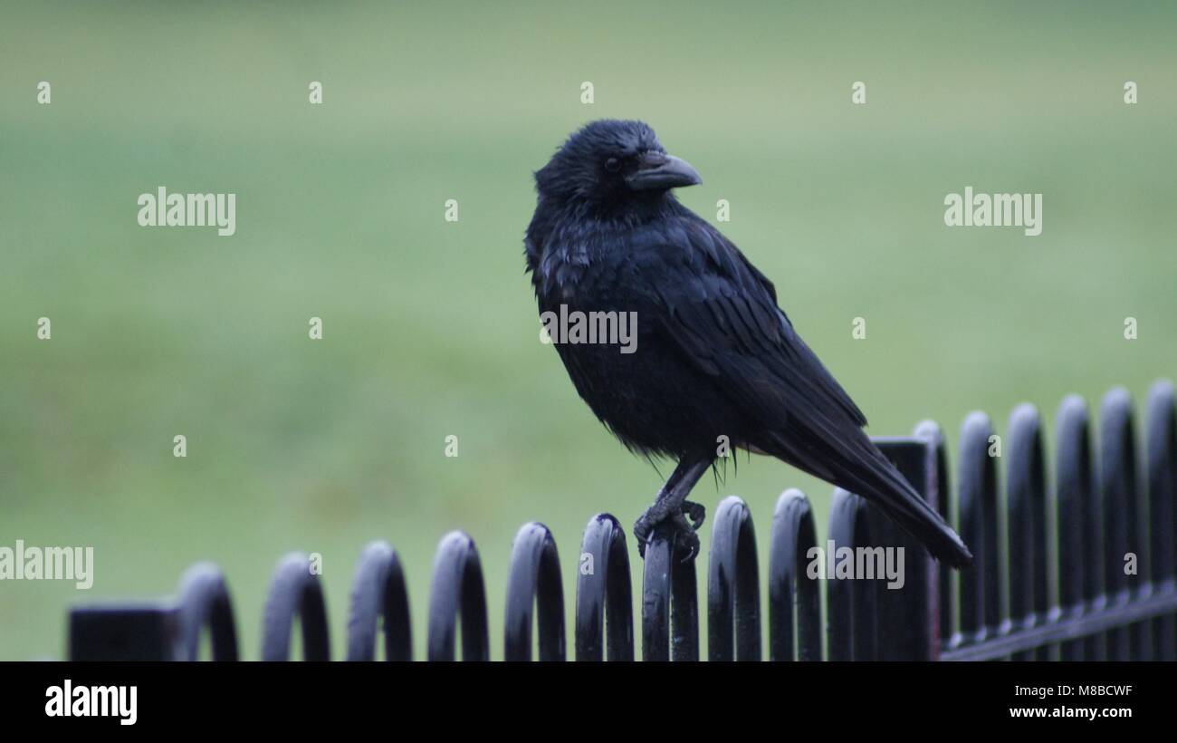 Black crow perched on a black metal park fence against a green grass field Stock Photo Alamy
