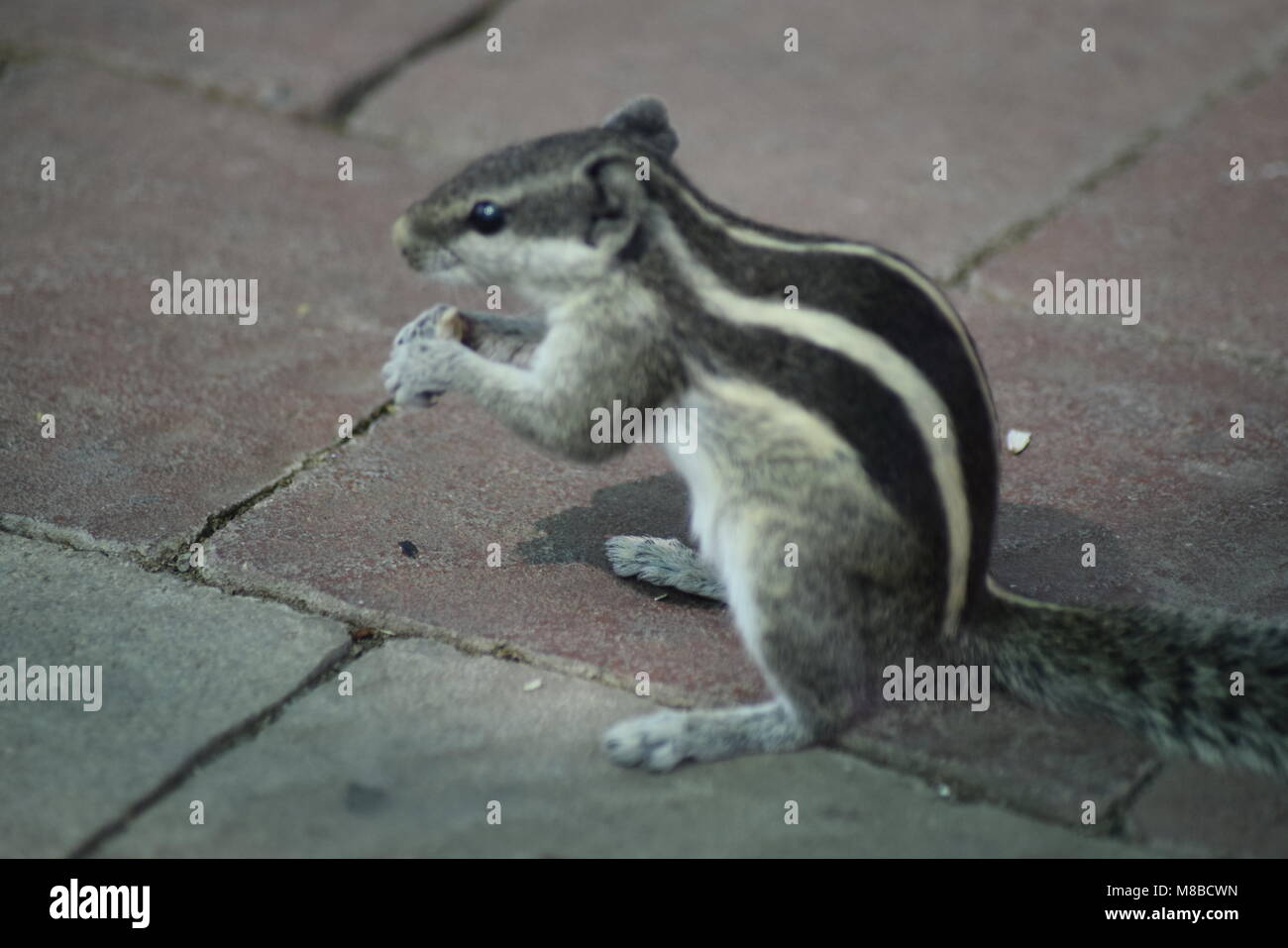 Smallest kittens hi-res stock photography and images - Alamy