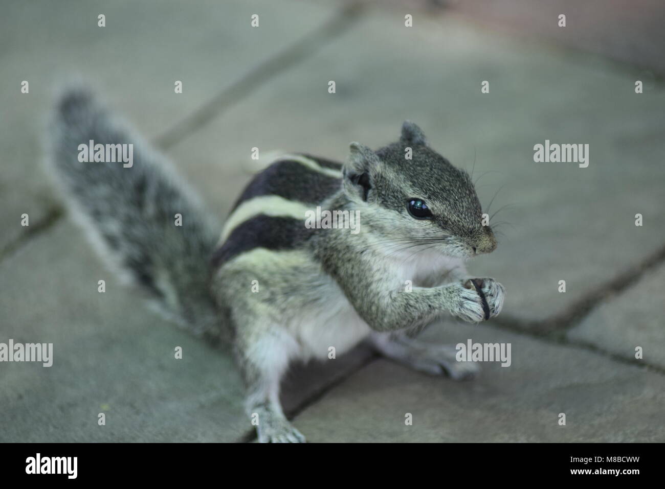 Animals photos Stock Photo