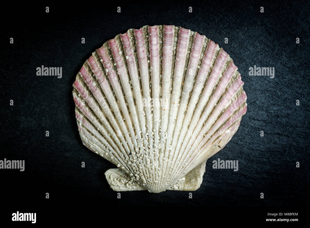 Scallop shell (Pecten maximus) on dark background. Florianopolis, Santa Catarina, Brazil. Stock Photo