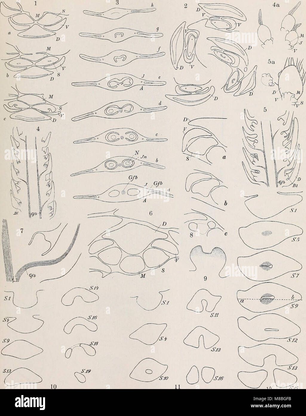 Published in 1918 by the Austrian Academy of Sciences, this volume ...