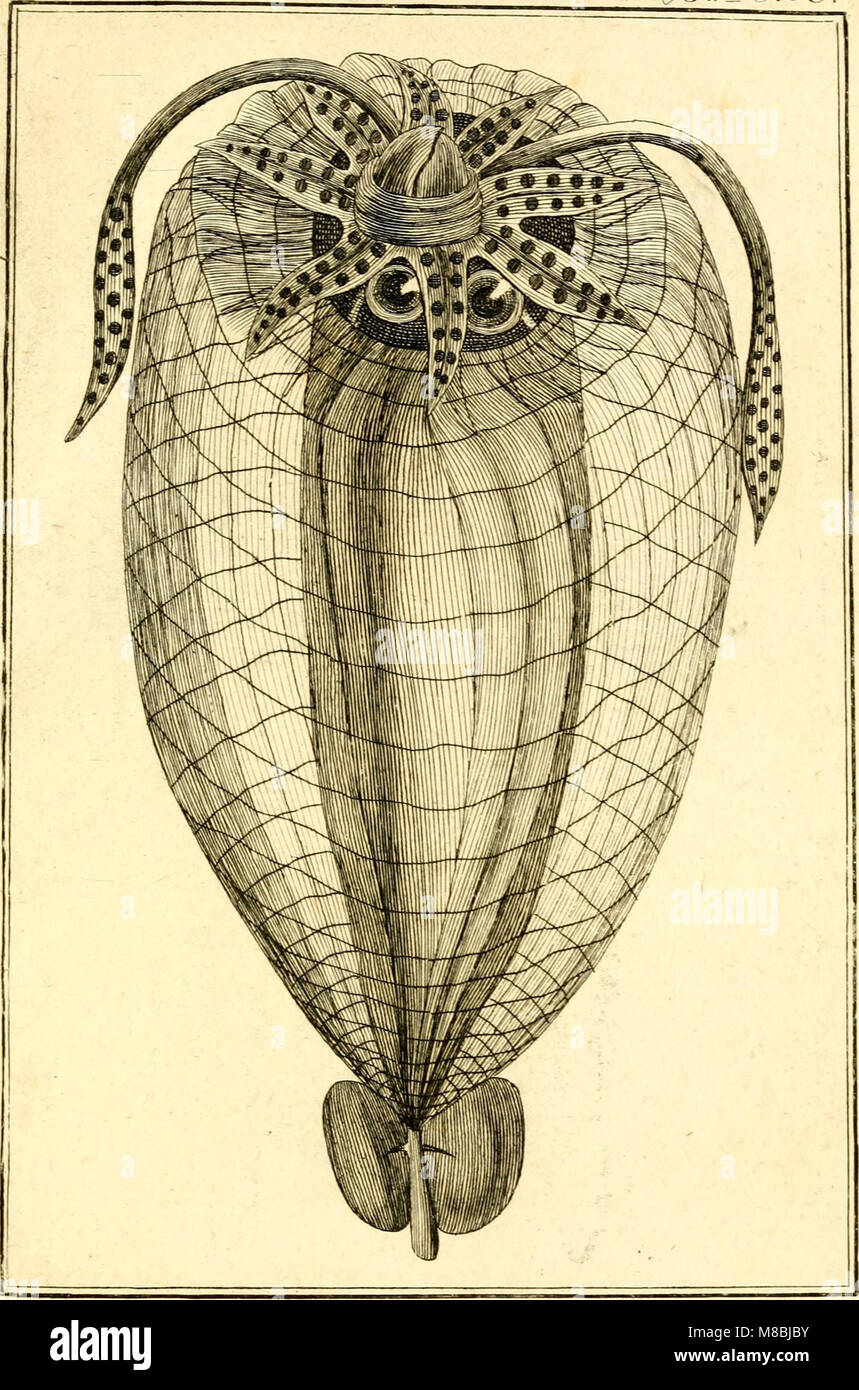 Denys Montforts allgemeine und besondere Naturgeschichte der Weichwürmer - Mollusques, als Fortsetzung der Buffonschen Naturgeschichte (1803) (20237163764) Stock Photo