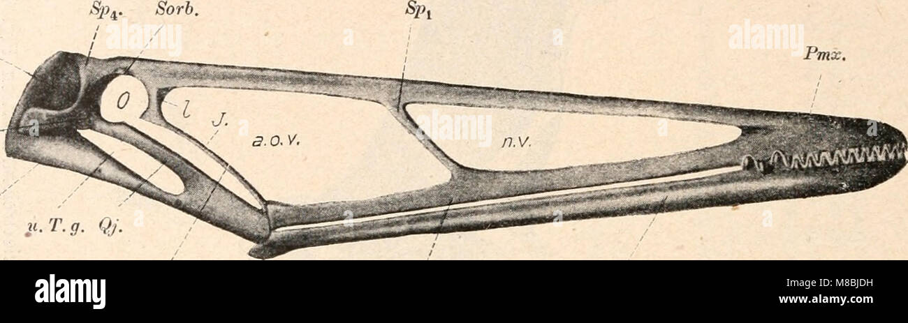 Die stämme der wirbeltiere (1919) (20947729815) Stock Photo