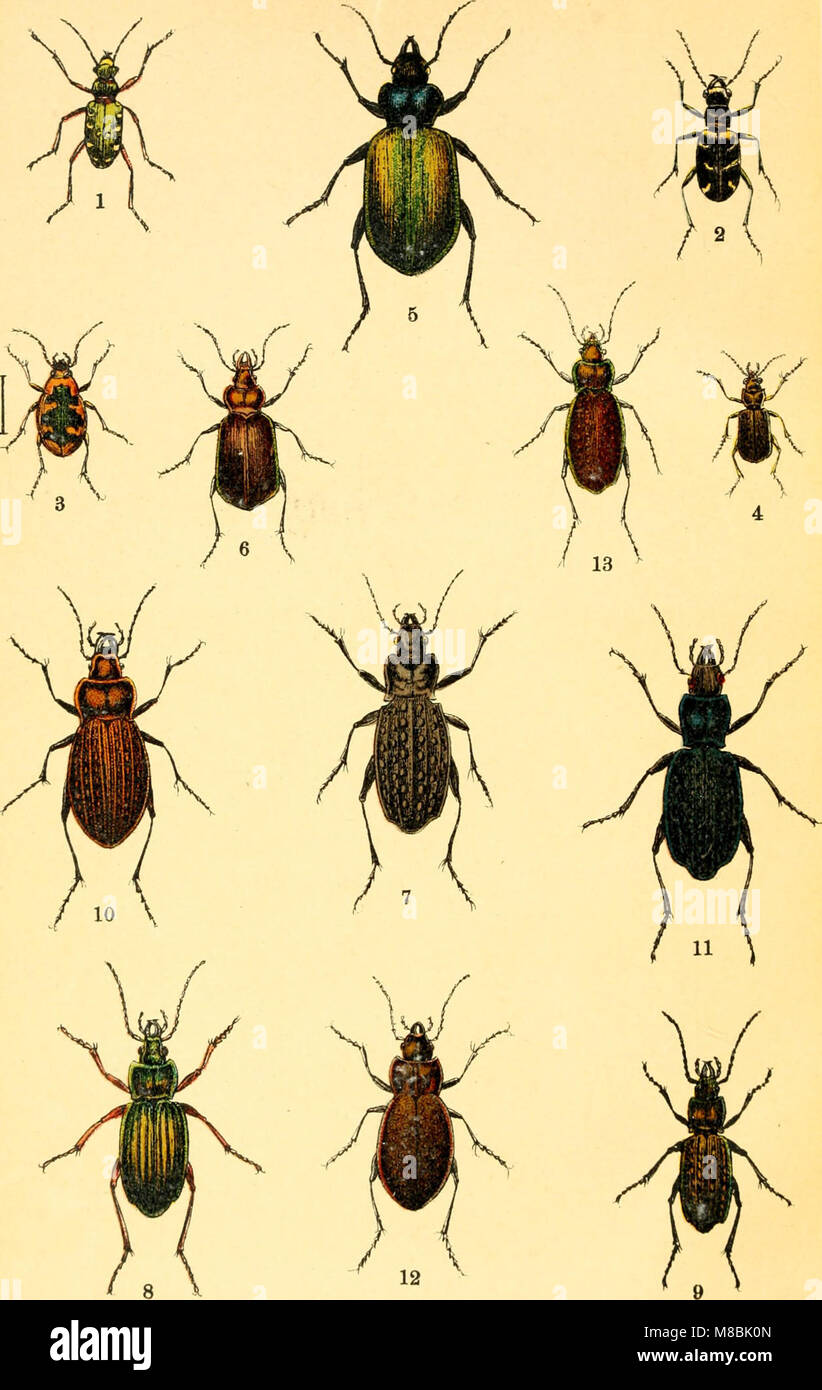 Der Käferfreund. Praktische Unleitung zum Sammeln und Bestimmen der Käfer ((1896)) (20674566308) Stock Photo