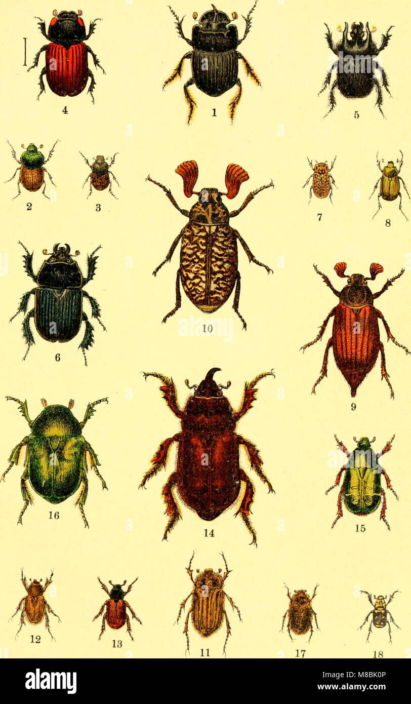 Beetle Insect Identifier Identifying beetles hi-res stock photography and images - Alamy