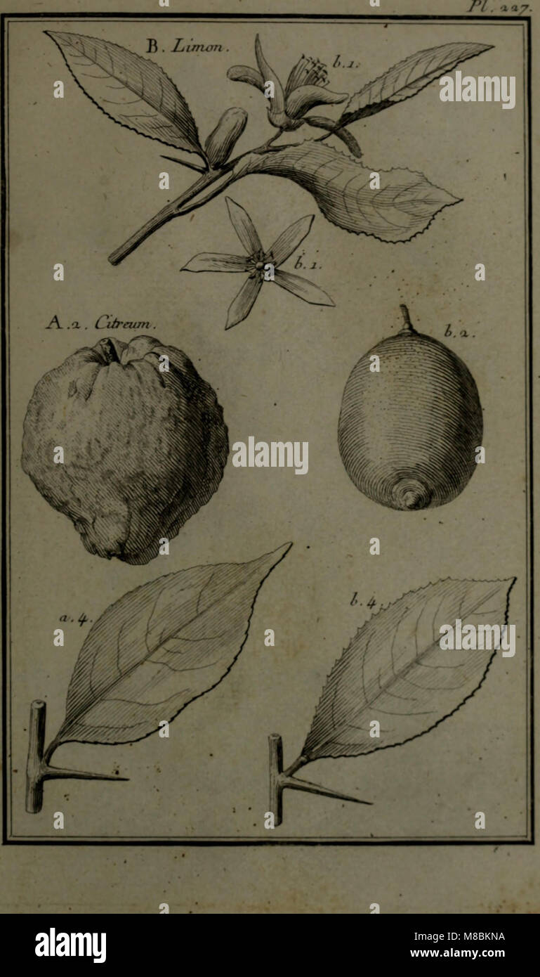 Description, vertus et usages de sept cents dix-neuf plantes - tant étrangeres que de nos climats; et de cent trente-quartre animaux, en sept cents trente planches, gravées en taille-douce, sur les (14783195372) Stock Photo