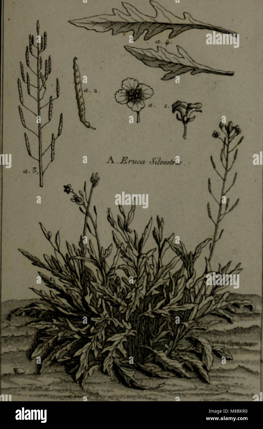 Description, vertus et usages de sept cents dix-neuf plantes - tant étrangeres que de nos climats; et de cent trente-quartre animaux, en sept cents trente planches, gravées en taille-douce, sur les (14803424533) Stock Photo