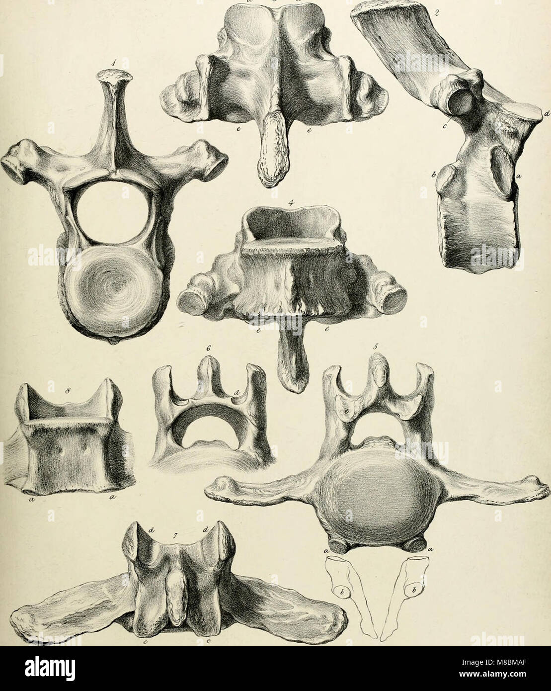 Description of the skeleton of an extinct gigantic Sloth, Mylodon robustus, Owen, with observations on Megatherioid quadrupeds in general (1842) (20682156160) Stock Photo