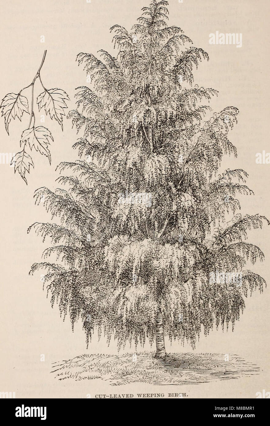 Native Rochester Tree Horticultural practices in rochester hi-res stock photography and ...
