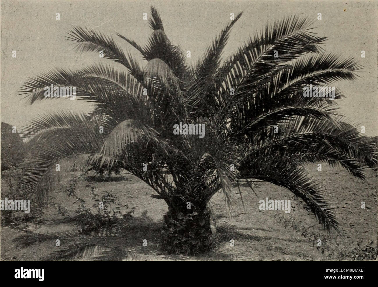 Descriptive catalogue of small fruits, fruit trees, grape vines - ornamental trees, shrubs, and roses (1897) (19925724823) Stock Photo