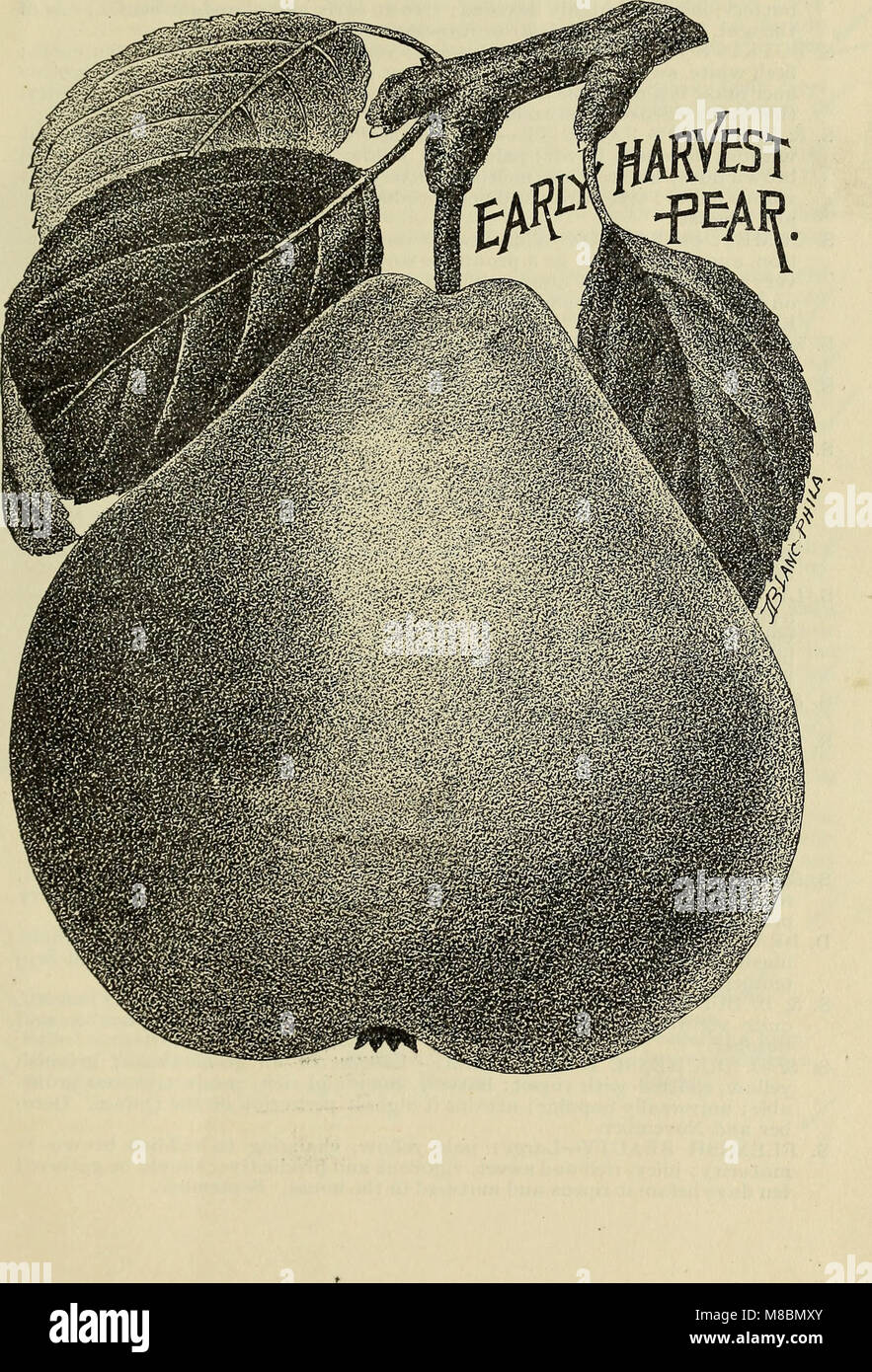 Descriptive catalogue of the fruit and ornamental trees, grape vines, small fruits, shrubs, plants, &c. (1897) (20363404789) Stock Photo