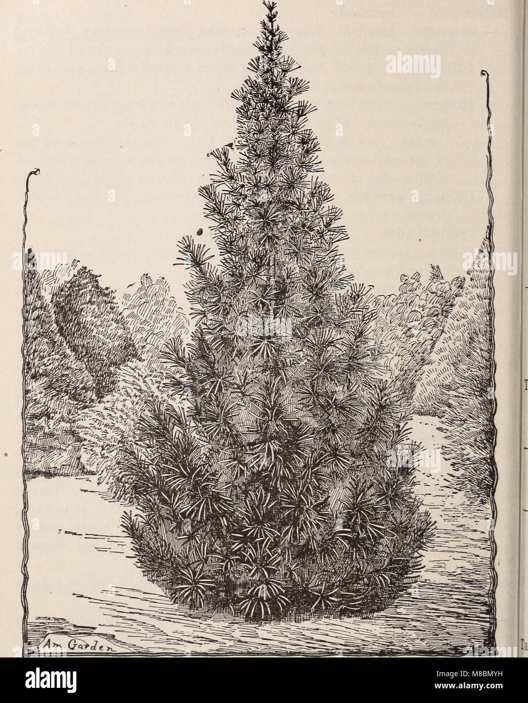 Descriptive catalogue of trees, shrubs, vines and plants of the Shady Hill Nurseries (1893) (20866906262) Stock Photo