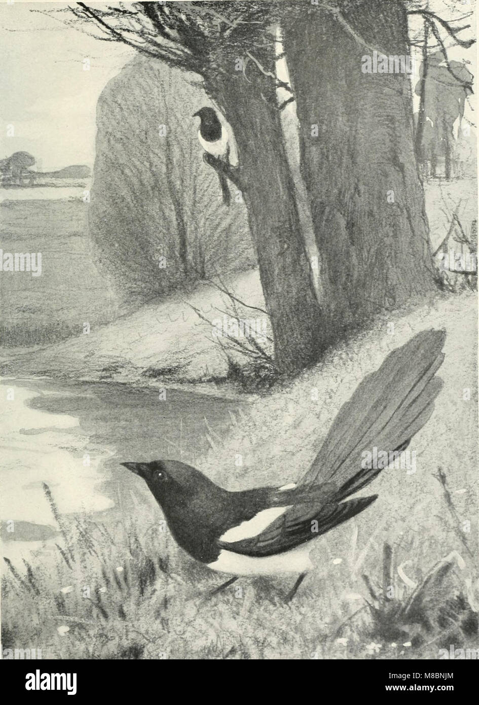 Die Vogel (1913) (14565134418 Stock Photo - Alamy