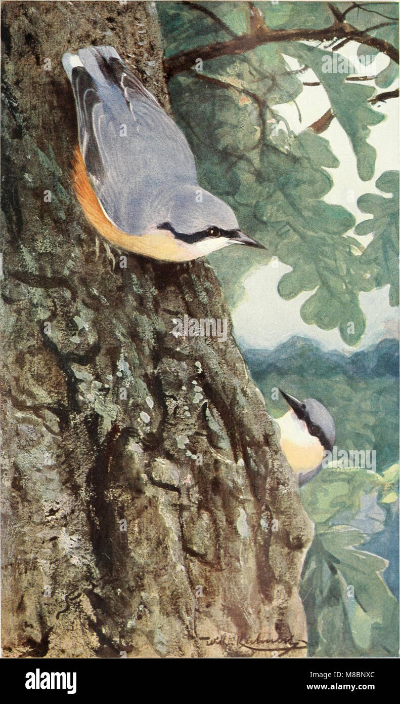Die Vogel (1913) (14751490412 Stock Photo - Alamy