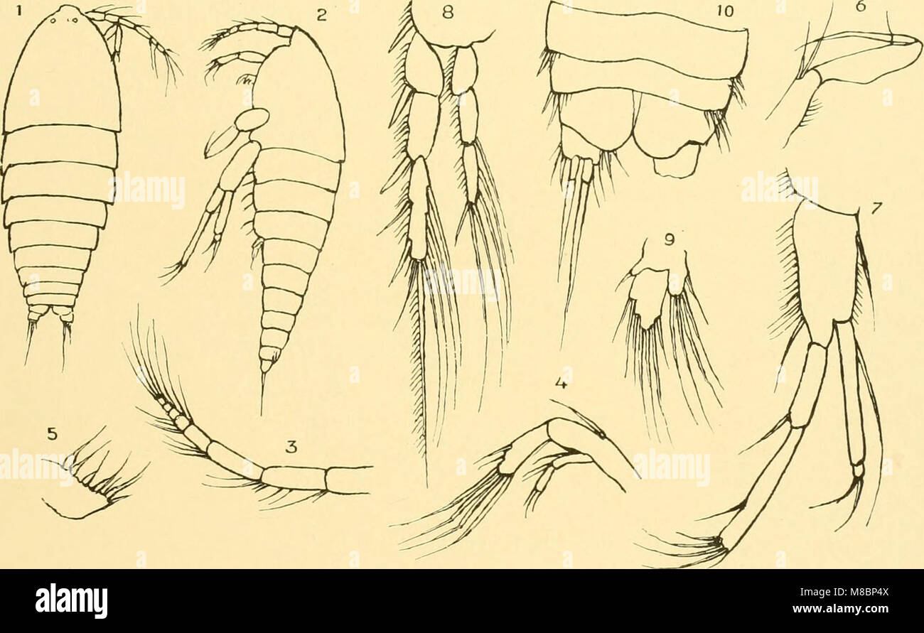 Deutsche Südpolar-Expedition, 1901-1903, im Auftrage des Reichsamtes des Innern (1910) (20698647020) Stock Photo