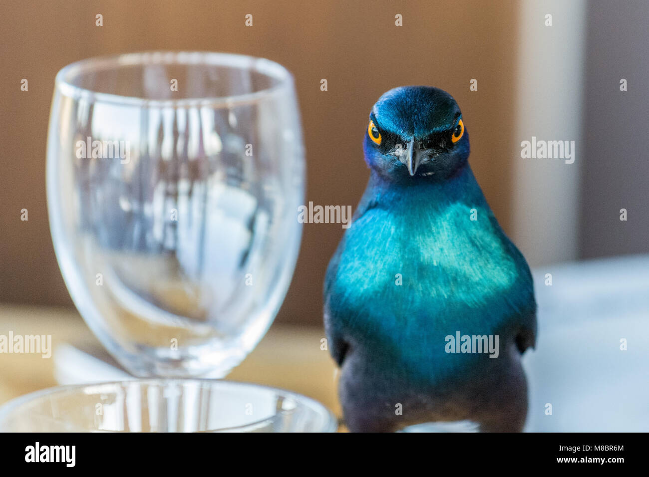shiny blue starling Stock Photo