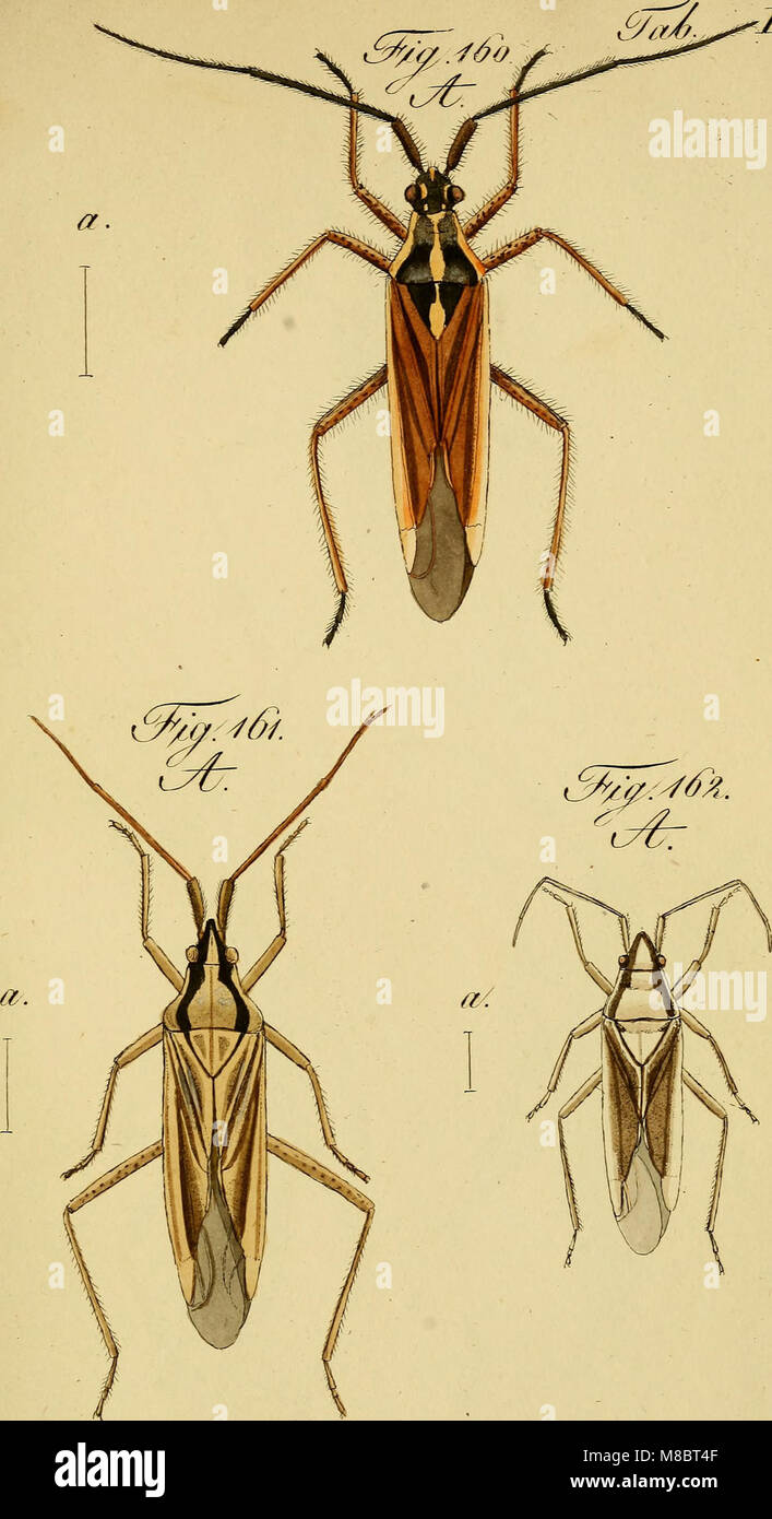 Die wanzenartigen Insecten. getreu nach der natur abgebildet und beschrieben (1831) (20762818800) Stock Photo
