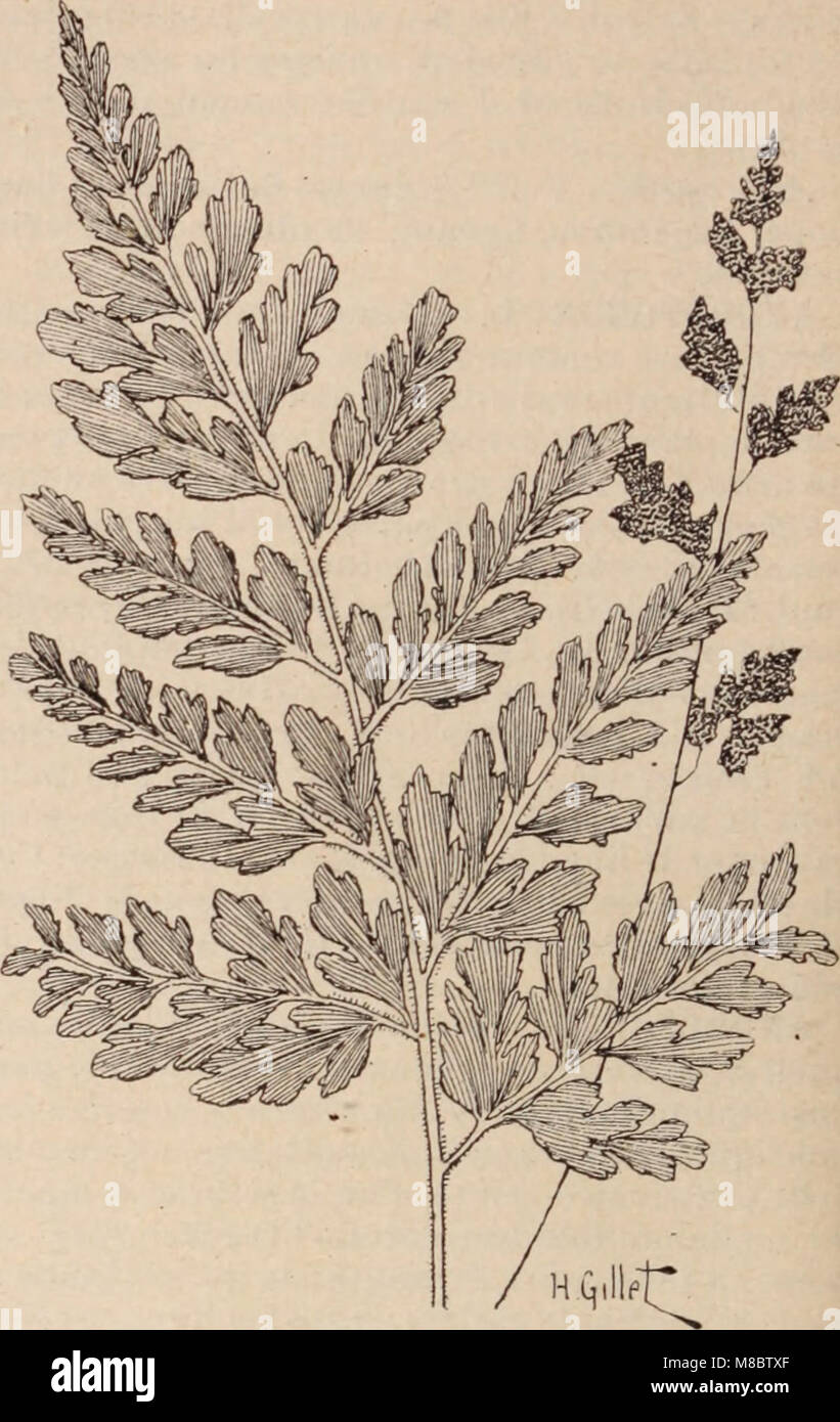 Dictionnaire d'horticulture illustré - par D. Bois préface de Maxime Cornu avec la collaboration de E. André (et al.). (1893) (20878286626) Stock Photo
