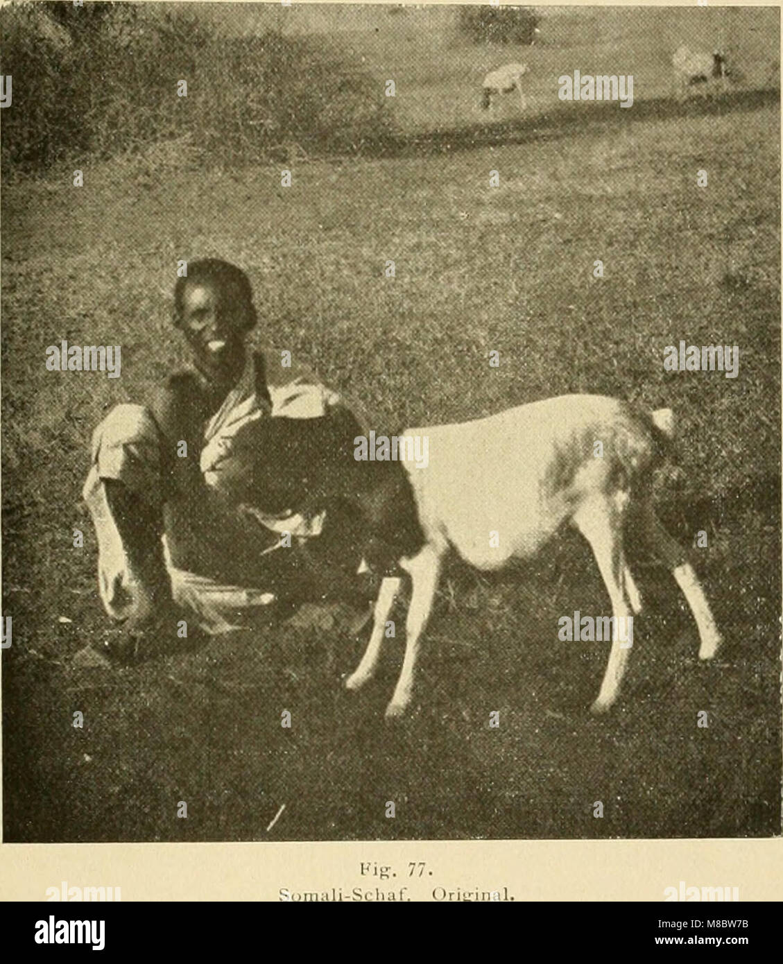 Die Abstammung der ältesten Haustiere (1902) (20718314680) Stock Photo