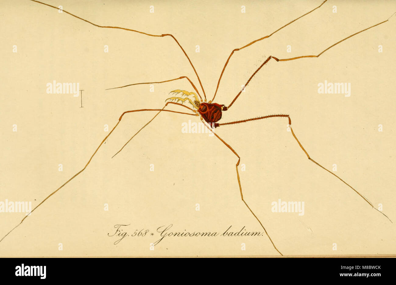 Die Arachniden. Getreu nach der Natur abgebildet und beschrieben (1831) (14778201724) Stock Photo