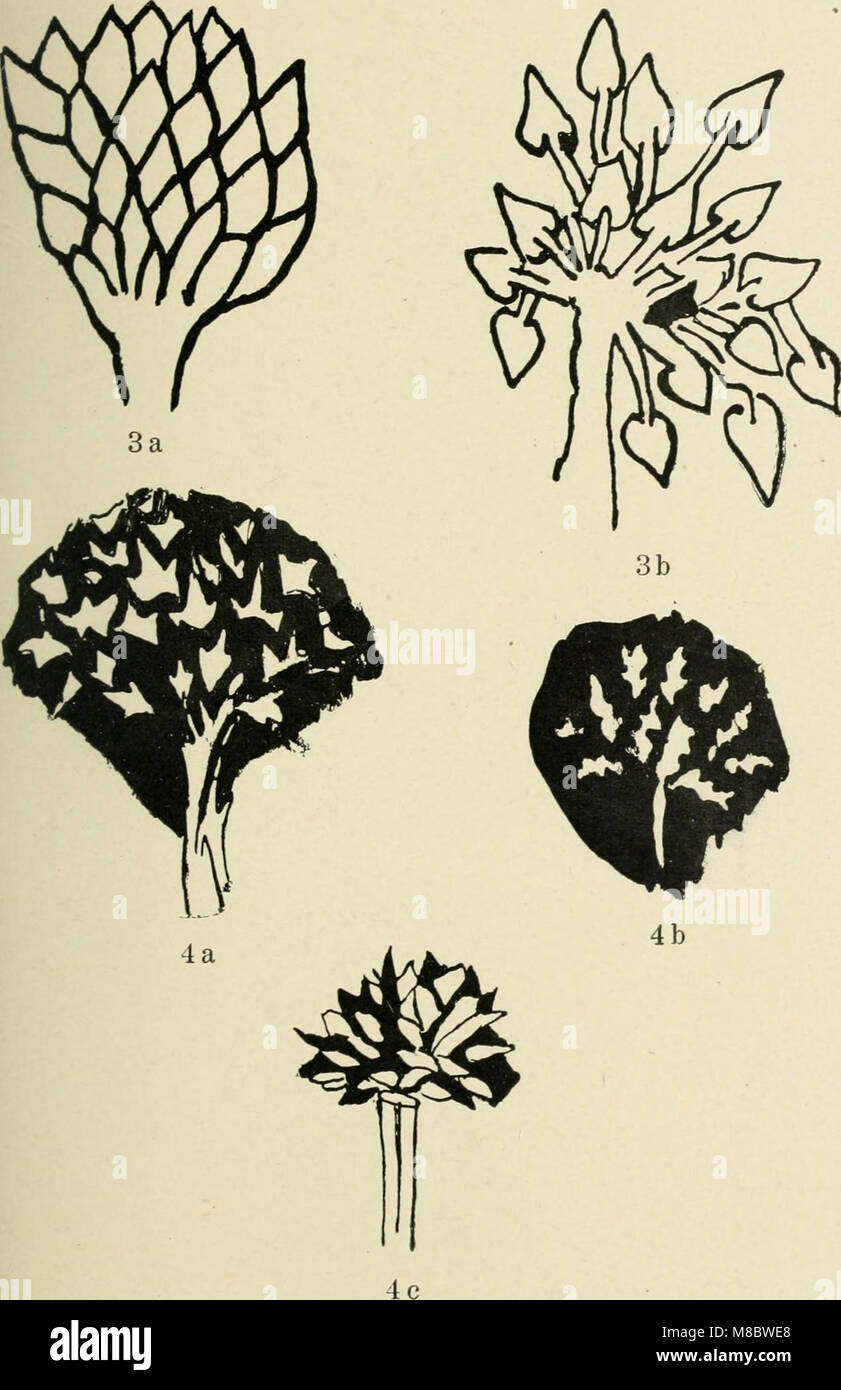 Die Baumzeichnung in der deutschen Graphik des 15. und 16. Jahrhunderts. Ein Beitrag zur Geschichte der deutschen Landschaftsdarstellung (1910) (20916503161) Stock Photo