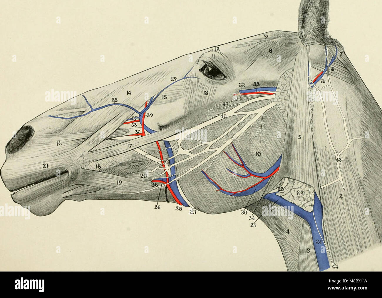 Cranial Nerves High Resolution Stock Photography and Images Alamy