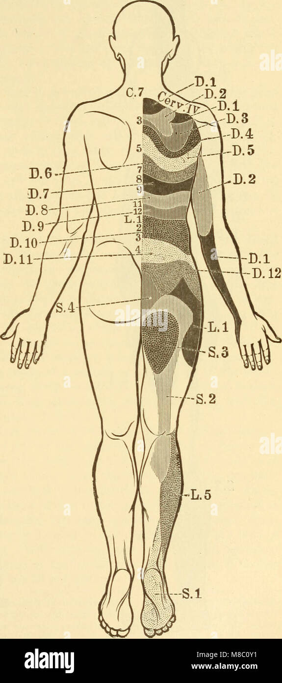 Diseases of the nervous system (1910) (14769939811) Stock Photo