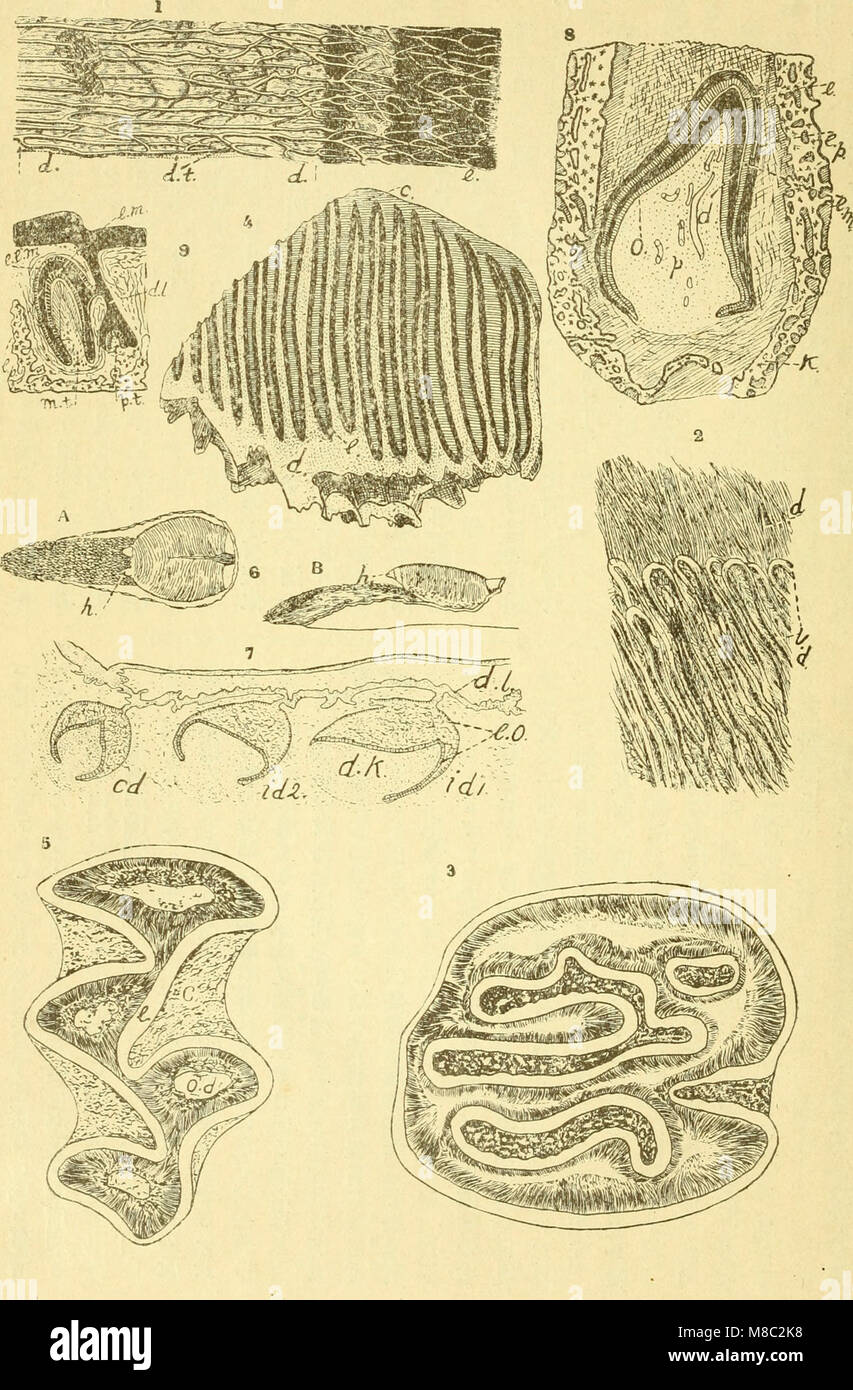 Dobutsugaku zasshi (1911) (20363600403) Stock Photo