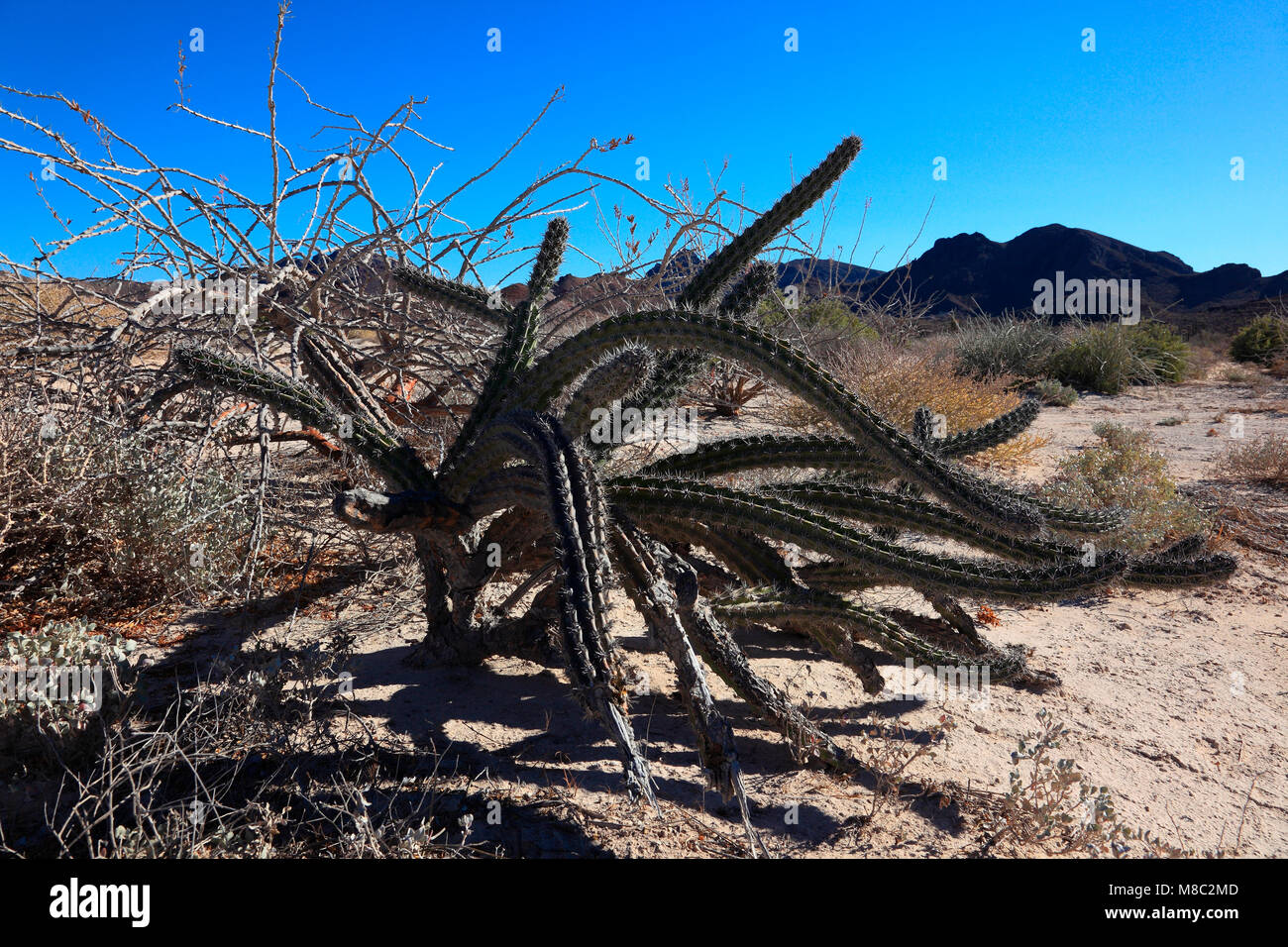 desert cactus Stock Photo