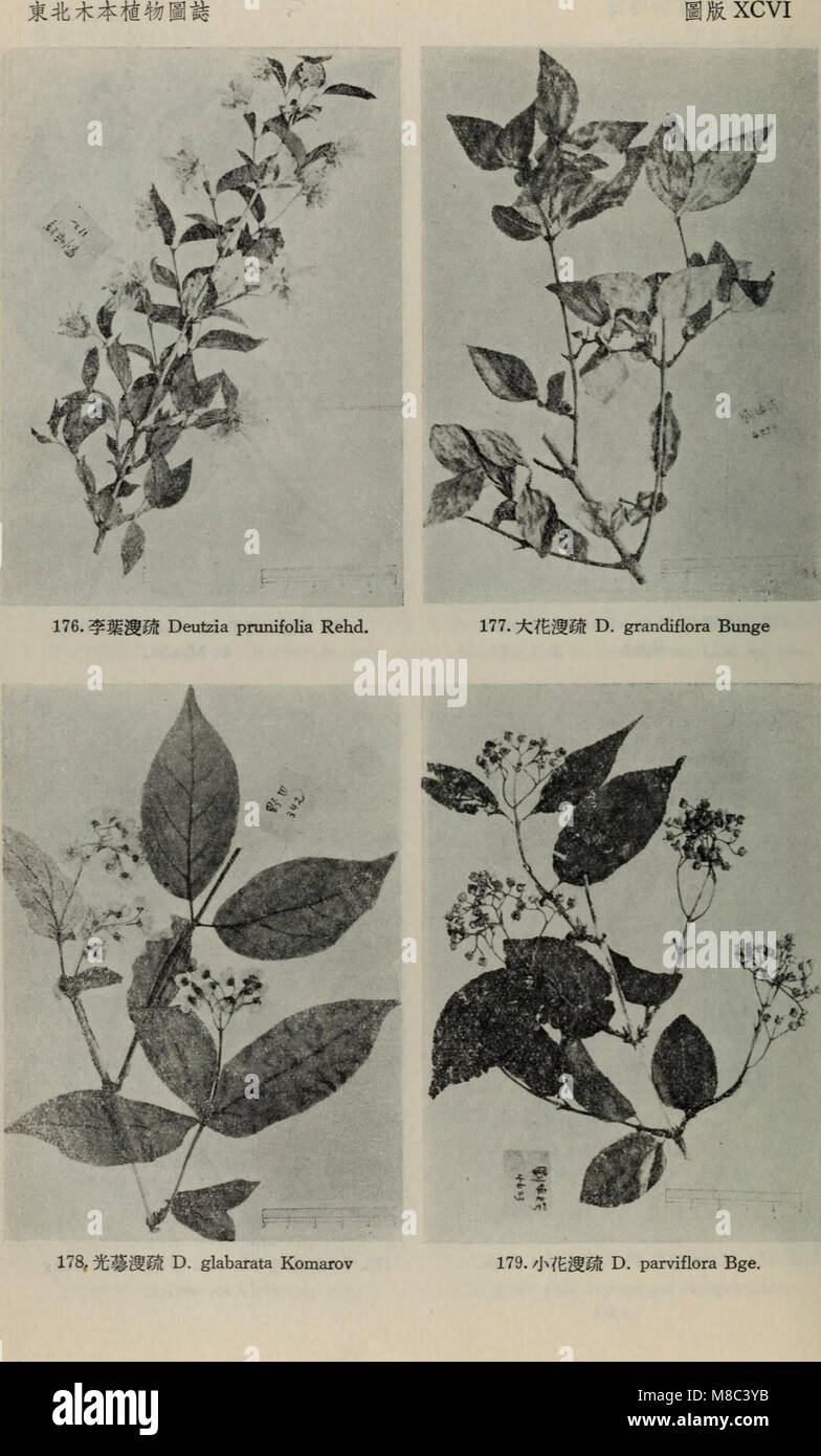 Dong bei mu ben zhi wu tu zhi (1955) (20371526153) Stock Photo