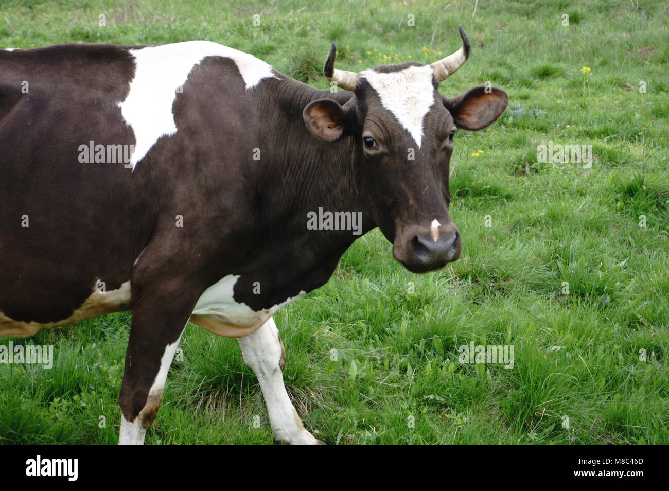 a cow looks at the photographer Stock Photo - Alamy