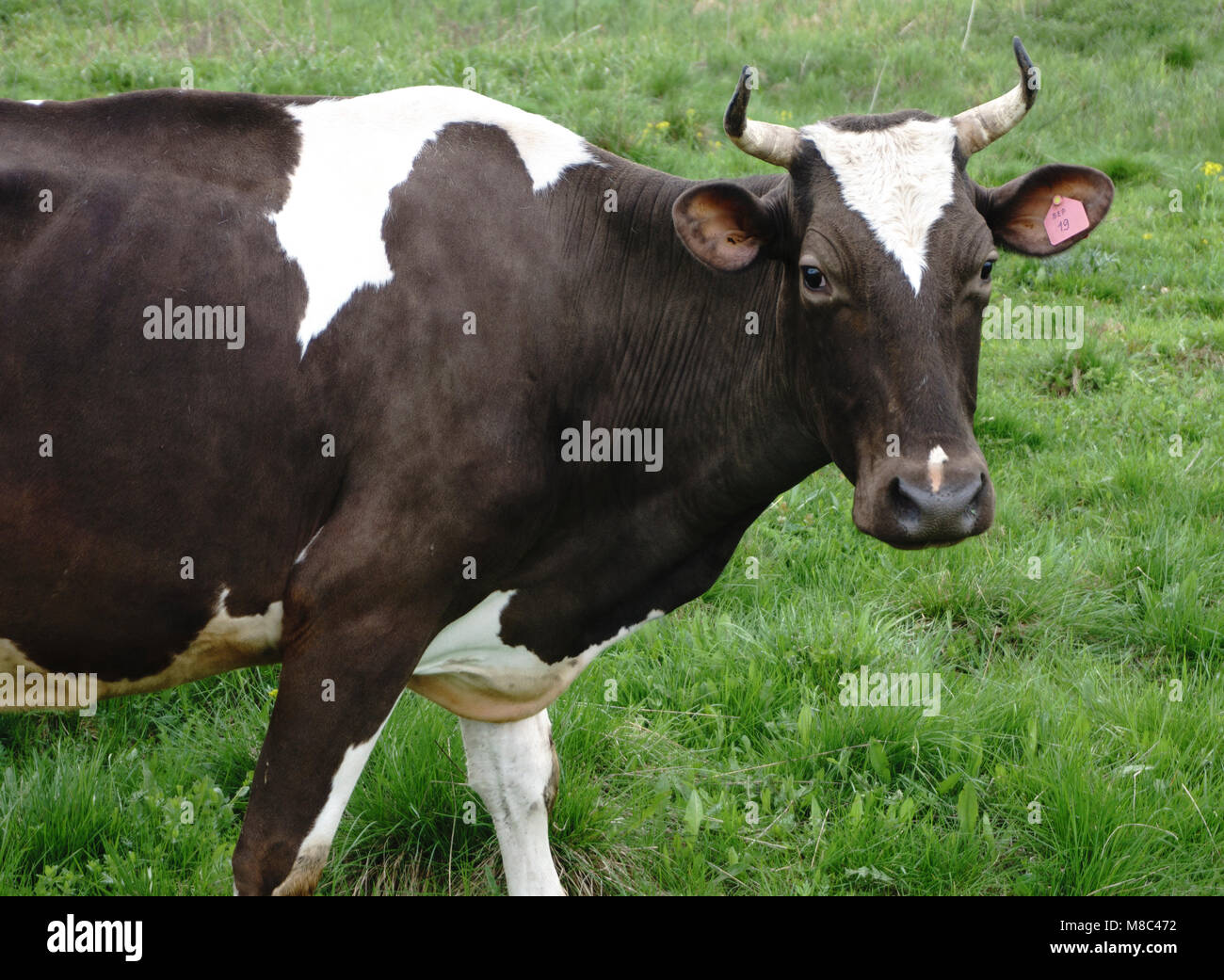Cow Look a cow looks at the photographer Stock Photo - Alamy