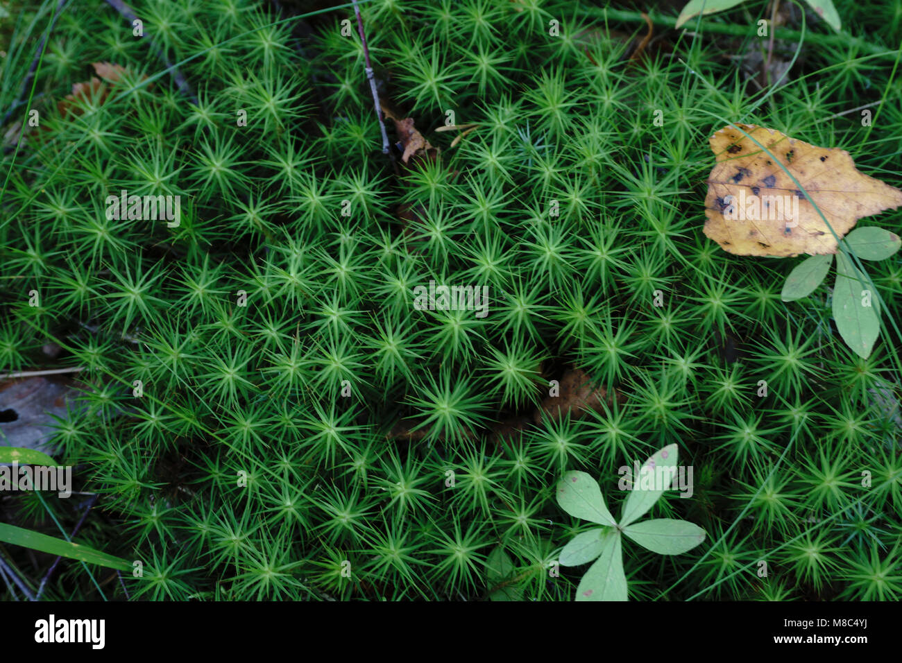 Green soil nature texture hi-res stock photography and images - Alamy