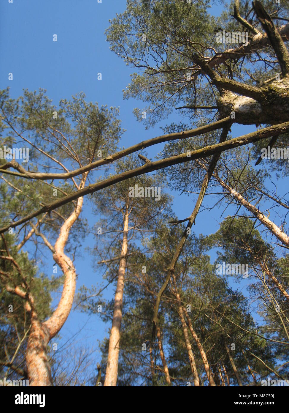 Sunshine, sunny weather, Sunny forest, Green forest, Forest, Tree, Blue sky in forest Stock Photo