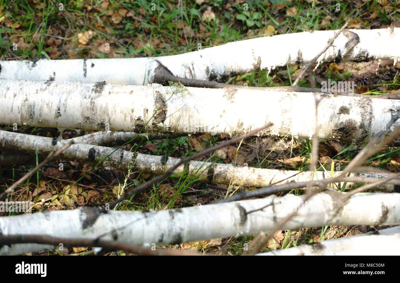 trunks of birch trees Stock Photo Alamy