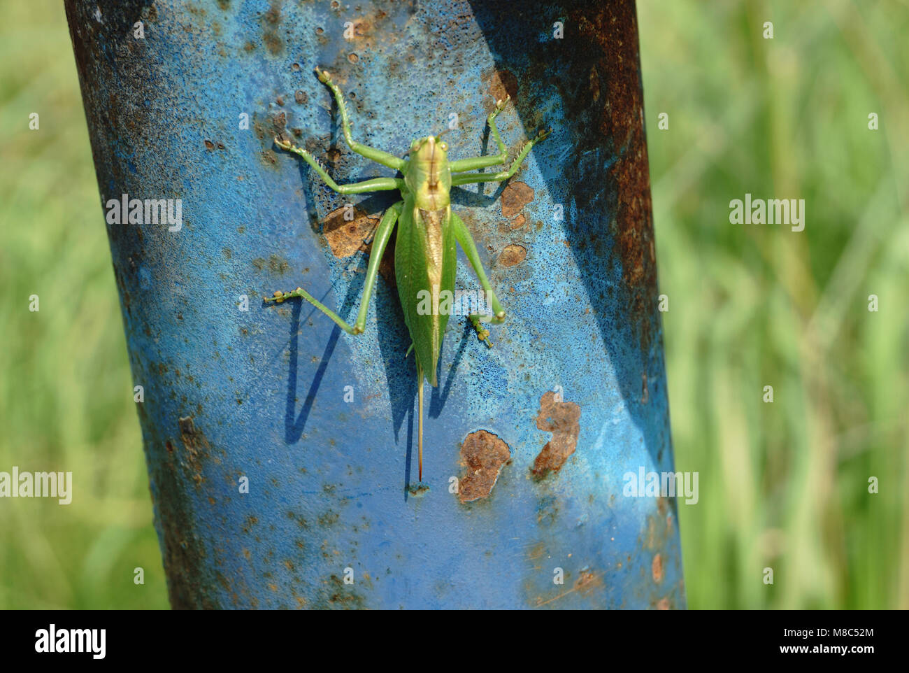 Locust swarm australia hi-res stock photography and images - Alamy