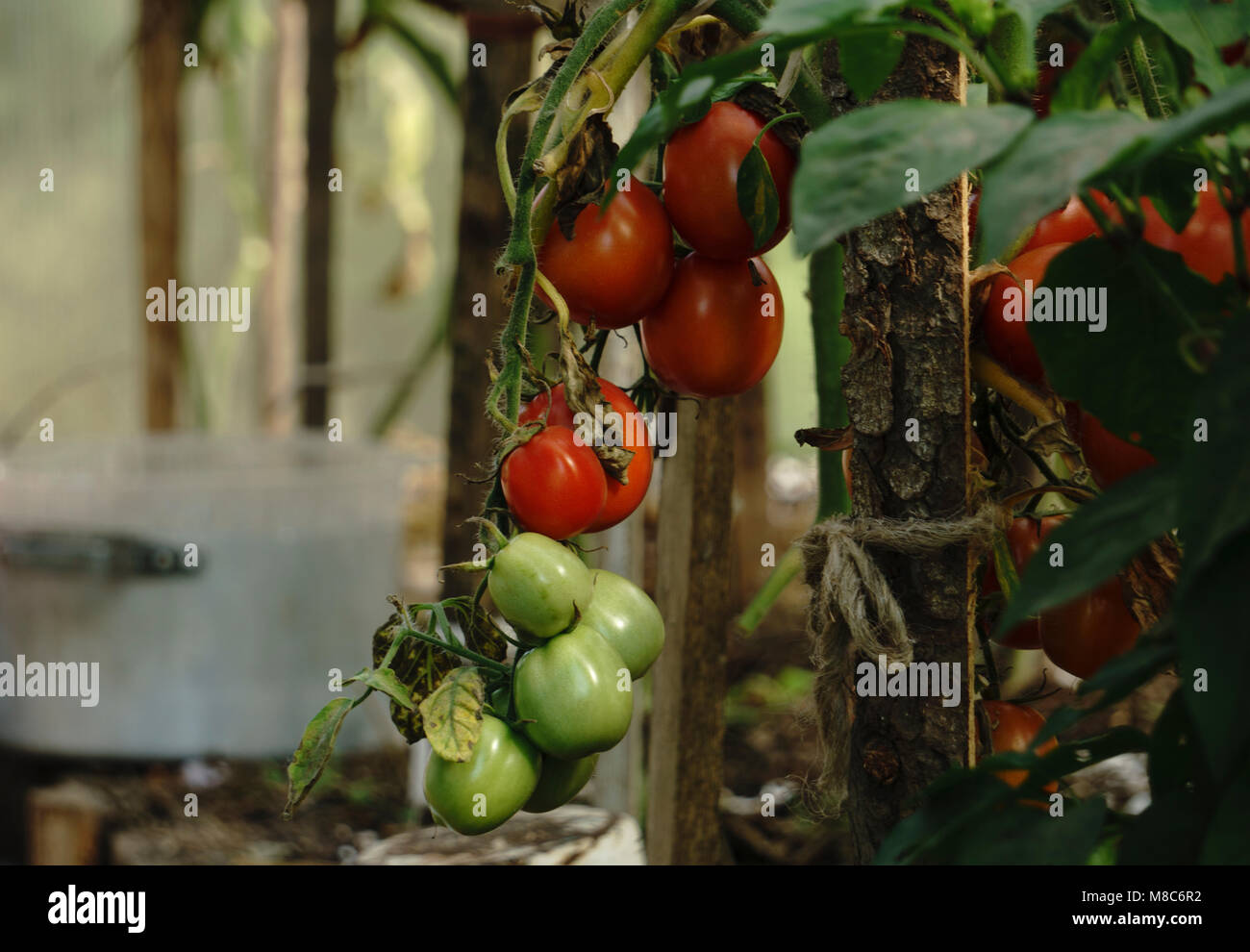red tomatoes background. Group of tomatoes Stock Photo - Alamy