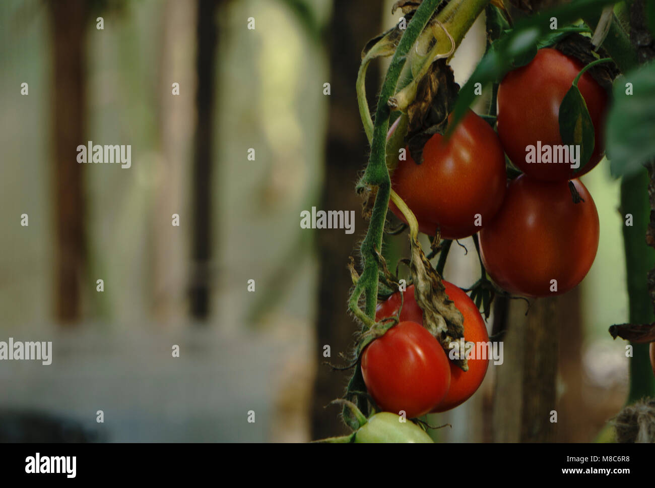 red tomatoes background. Group of tomatoes Stock Photo - Alamy