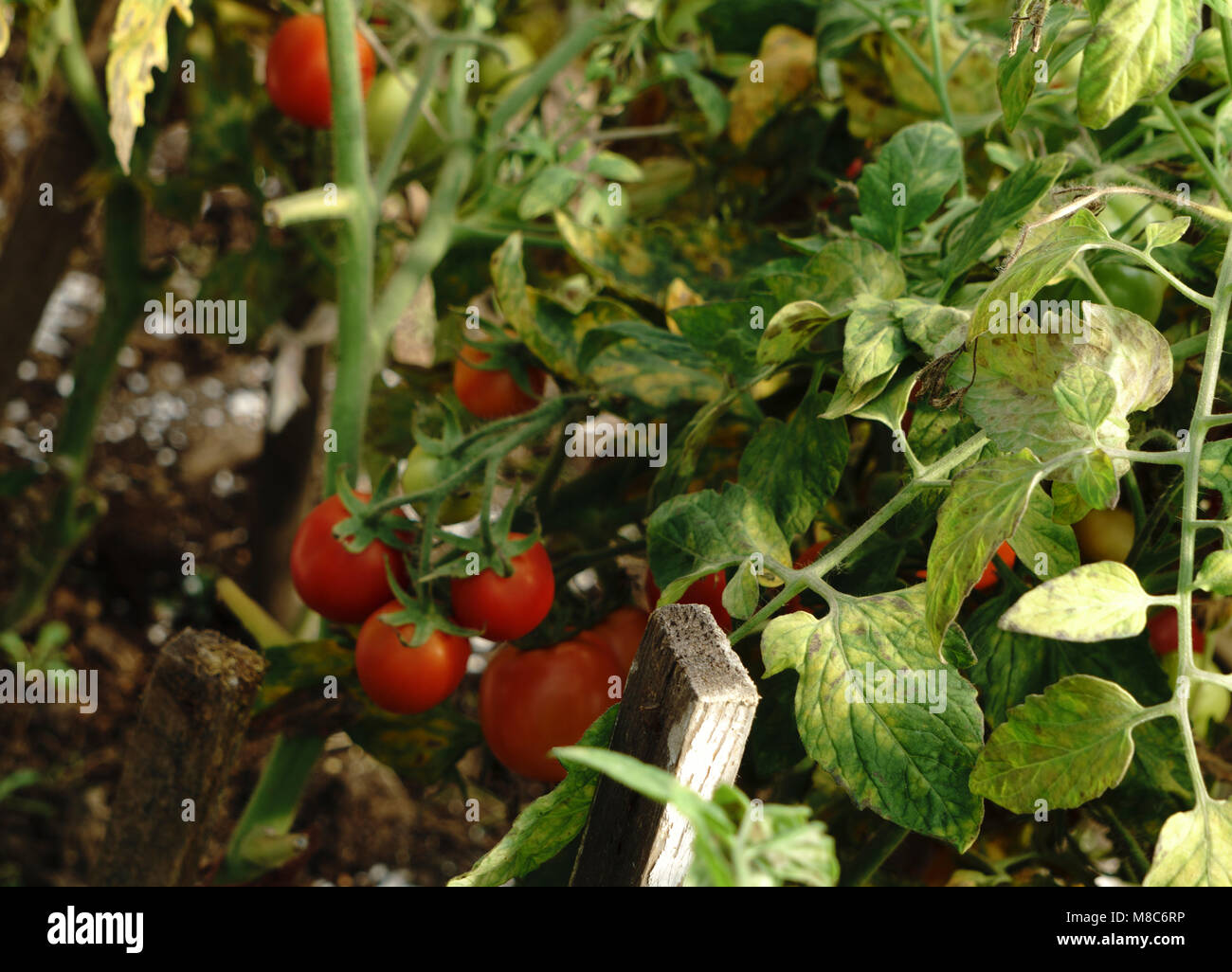 red tomatoes background. Group of tomatoes Stock Photo - Alamy