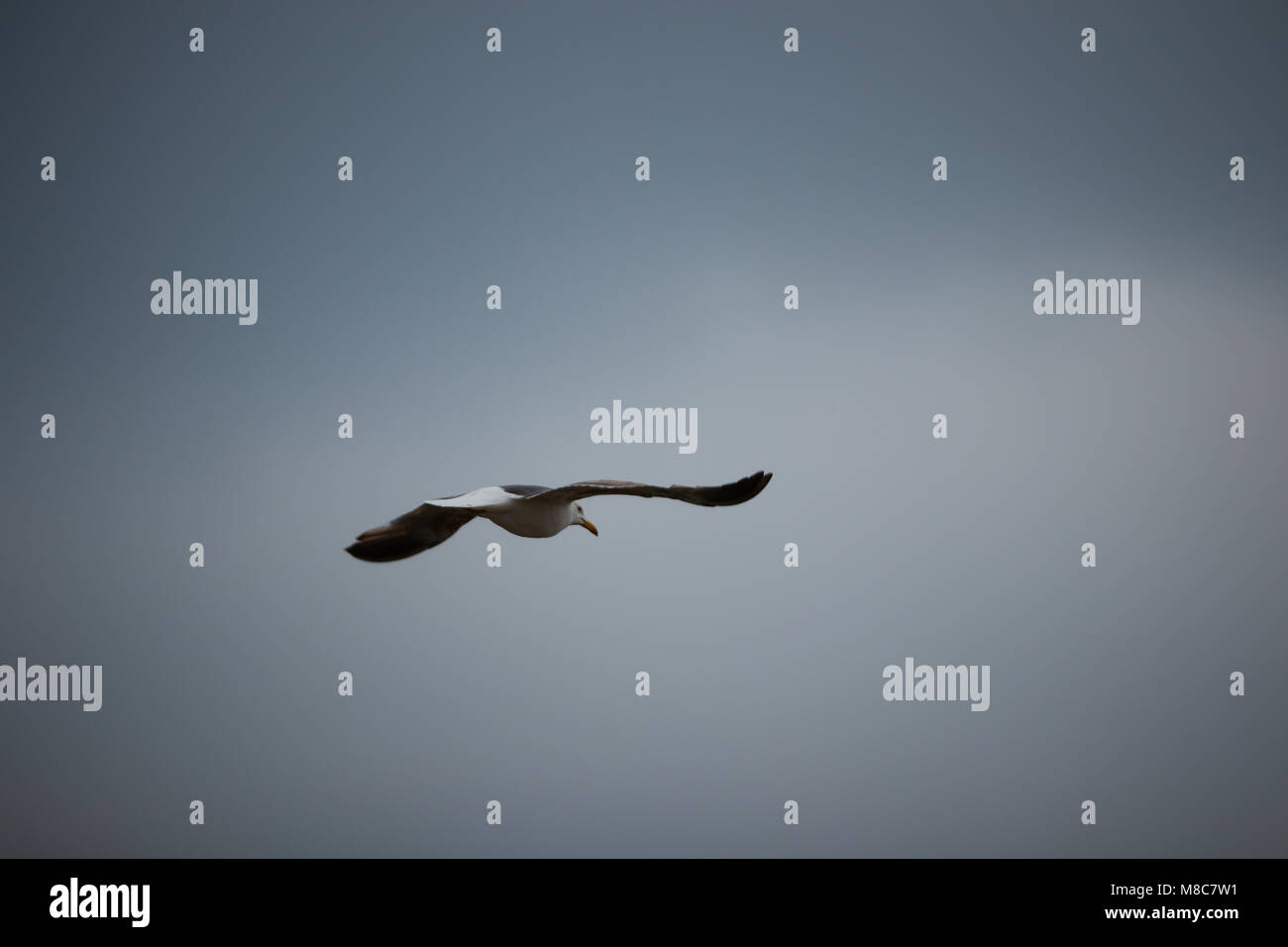 One seagull in flight against the cloudy sky background Stock Photo - Alamy