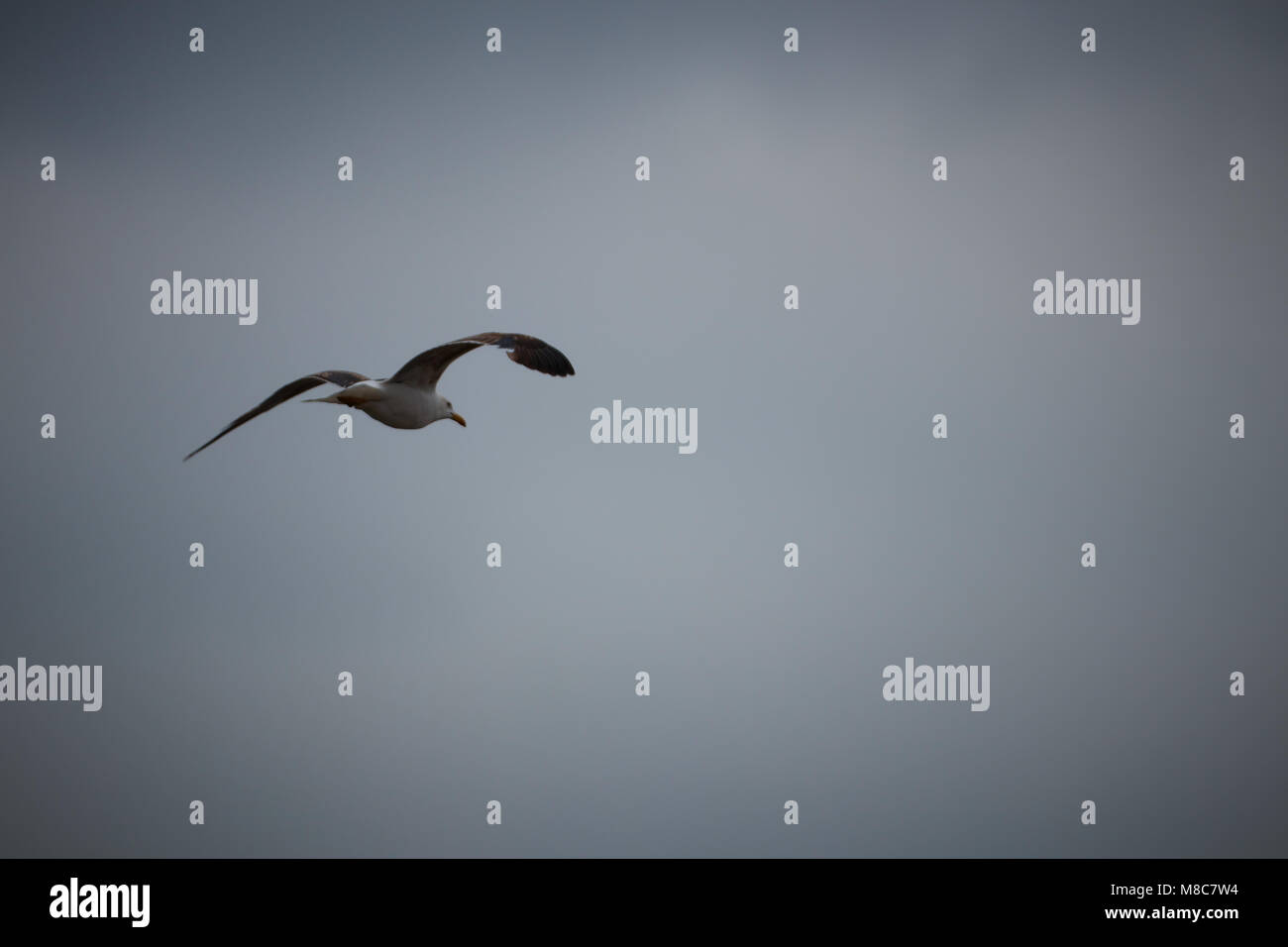One seagull in flight against the cloudy sky background Stock Photo - Alamy