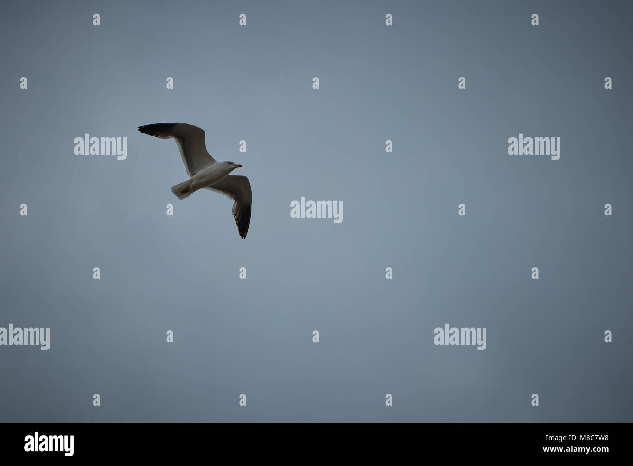 One seagull in flight against the cloudy sky background Stock Photo - Alamy