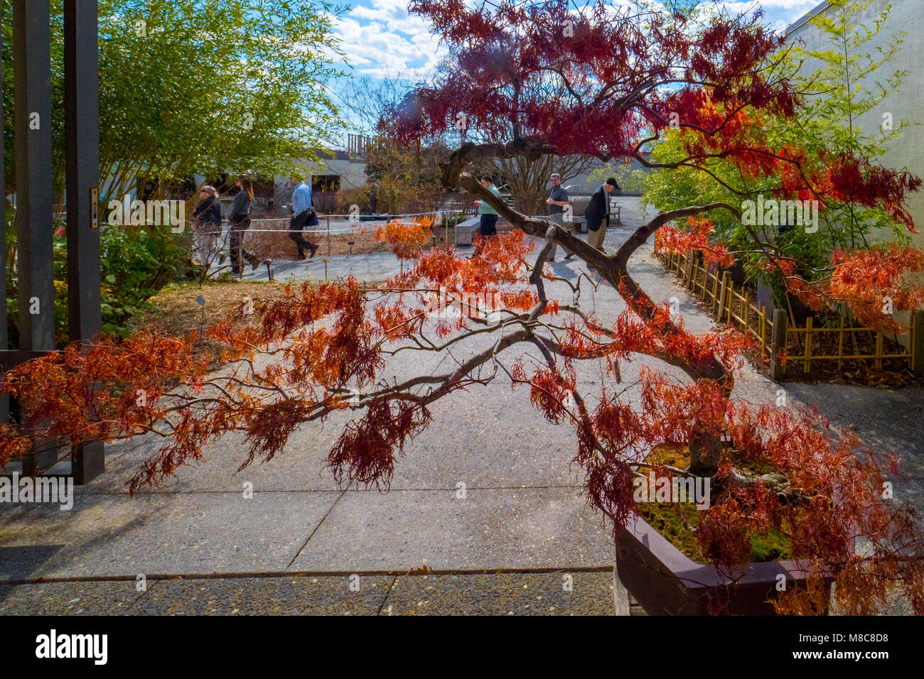 Attendees of the 94th Annual Agricultural Outlook Forum (AOF) tour the National Arboretum where they were able to view, among other things, the National Bonsai & Penjing Museum in Washington, D.C., Feb. 21, 2018.  The AOF is the USDAÕs largest annual meeting, attracting as many as 2,000 attendees from the U.S. and abroad. The forum highlights key issues and topics within the agricultural community, offering a platform for conversation among producers, processors, policymakers, government officials, and non-governmental organizations, both foreign and domestic. USDA Stock Photo