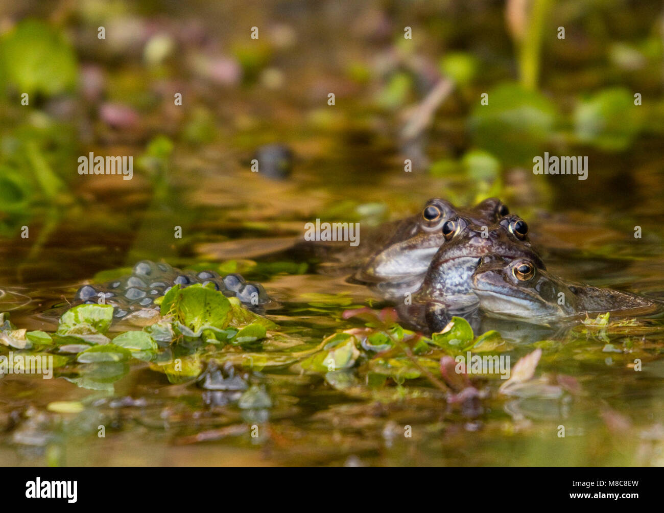 Frogs and nature in spring Stock Photo