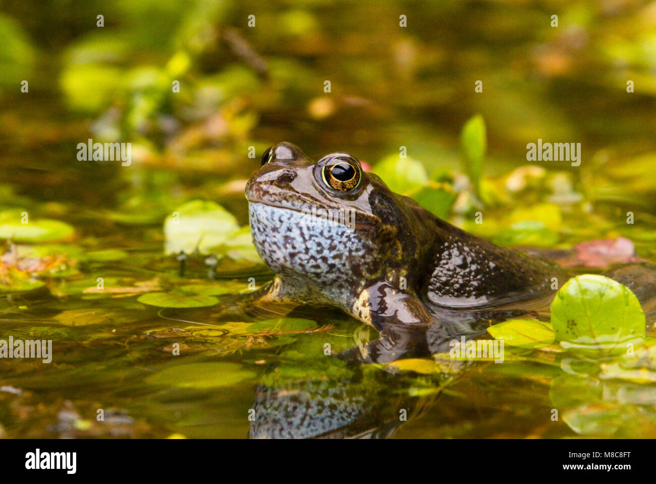 Frogs and nature in spring Stock Photo