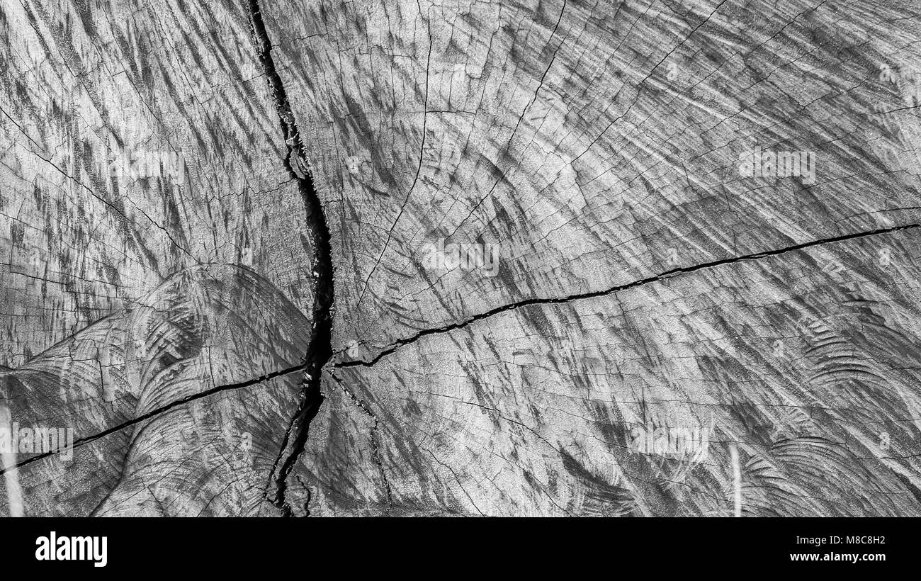 Closeup of old, weathered, cut piece of wood with cracks and abstract pattern Stock Photo